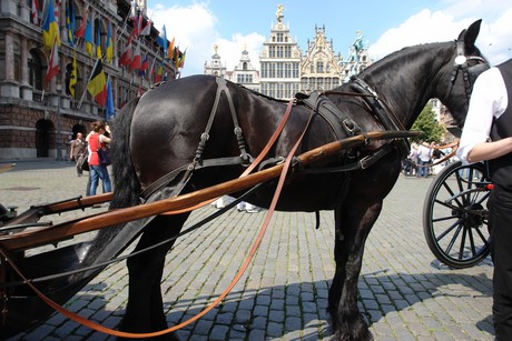 antwerpen-stadtrundfahrt